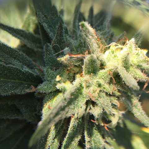 Grease Monkey (Sweetwater Farms) (Garden) growlog timeline photo