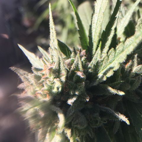 Grease Monkey (Sweetwater Farms) (Garden) growlog timeline photo