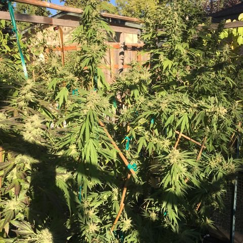 Grease Monkey (Sweetwater Farms) (Garden) growlog timeline photo