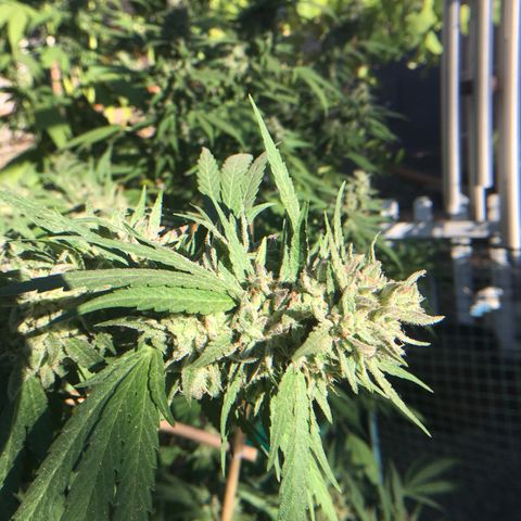 Grease Monkey (Sweetwater Farms) (Garden) growlog timeline photo