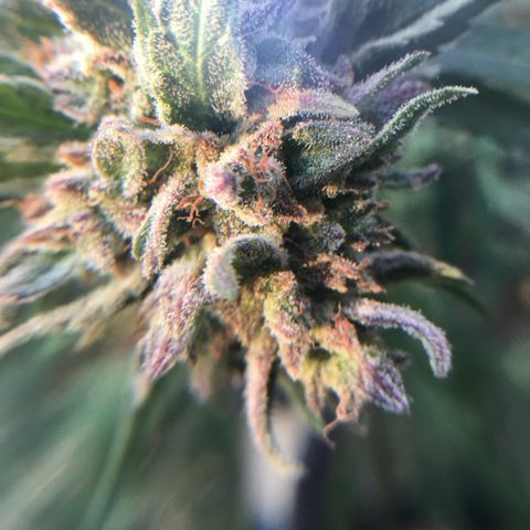 Grease Monkey (Sweetwater Farms) (Garden) growlog timeline photo