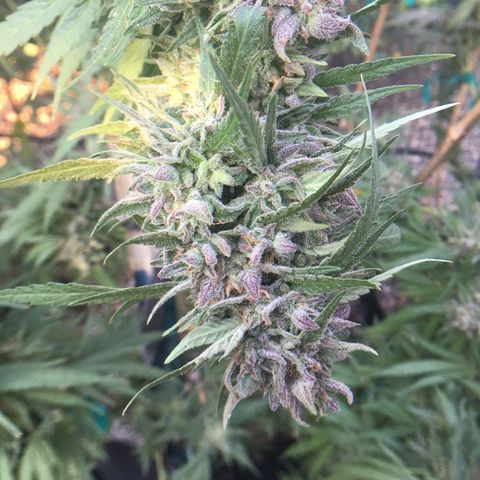 Grease Monkey (Sweetwater Farms) (Garden) growlog timeline photo