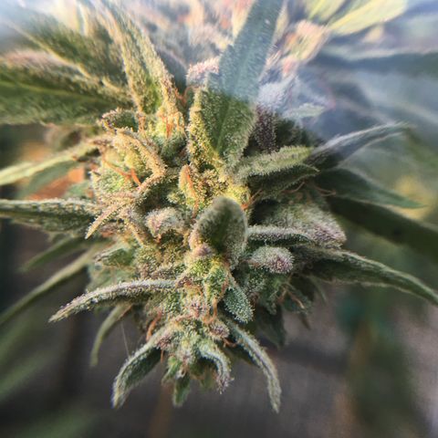 Grease Monkey (Sweetwater Farms) (Garden) growlog timeline photo