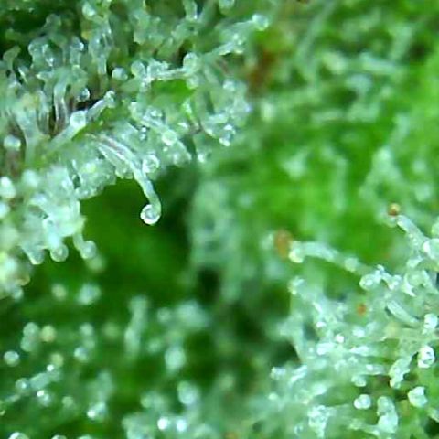 Grease Monkey (Sweetwater Farms) (Garden) growlog photo: Harvest Day