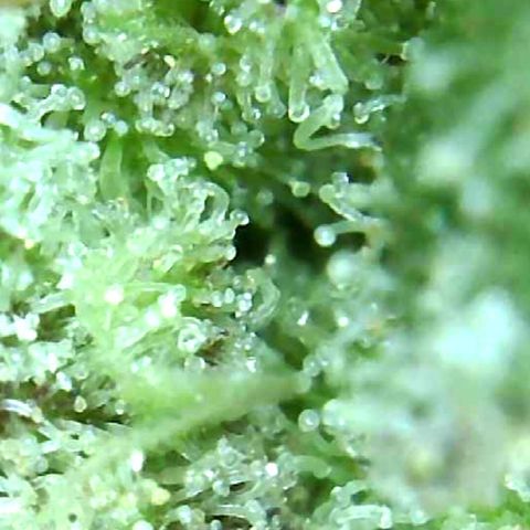 Grease Monkey (Sweetwater Farms) (Garden) growlog photo: Harvest Day
