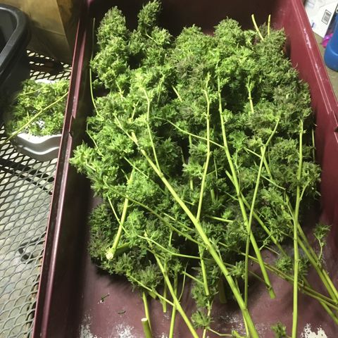 Grease Monkey (Sweetwater Farms) (Garden) growlog photo: Harvest Day