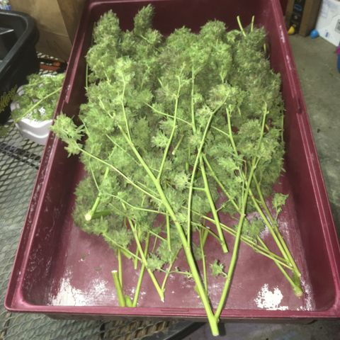 Grease Monkey (Sweetwater Farms) (Garden) growlog photo: Harvest Day