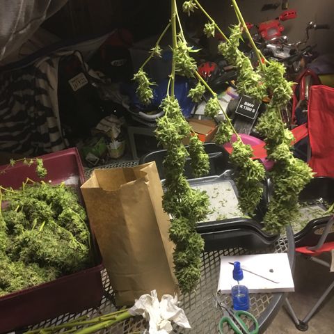 Grease Monkey (Sweetwater Farms) (Garden) growlog photo: Harvest Day