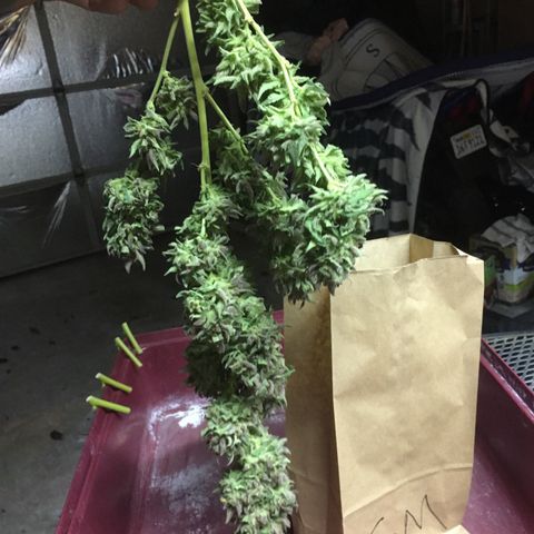 Grease Monkey (Sweetwater Farms) (Garden) growlog photo: Harvest Day