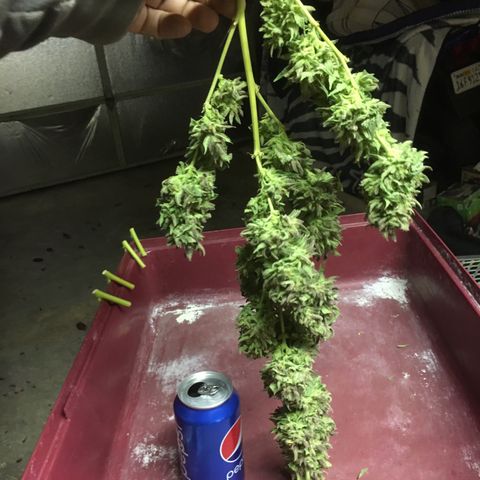 Grease Monkey (Sweetwater Farms) (Garden) growlog photo: Harvest Day