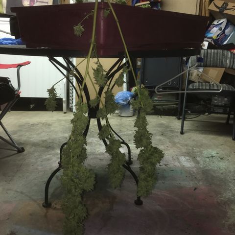Grease Monkey (Sweetwater Farms) (Garden) growlog photo: Harvest Day