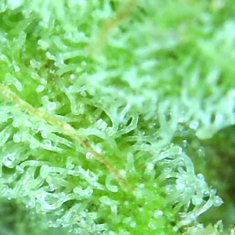 Grease Monkey (Sweetwater Farms) (Garden) growlog photo: Harvest Day