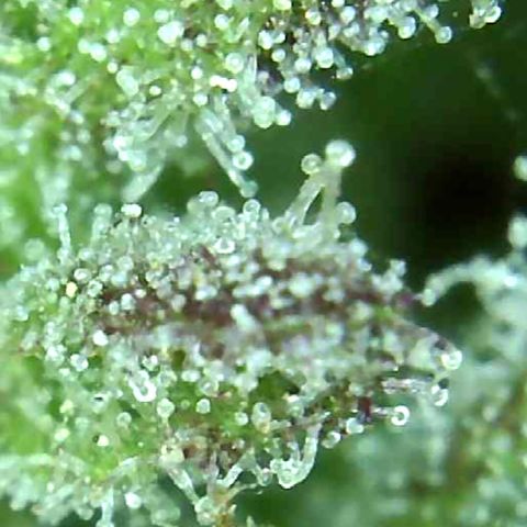 Grease Monkey (Sweetwater Farms) (Garden) growlog photo: Harvest Day