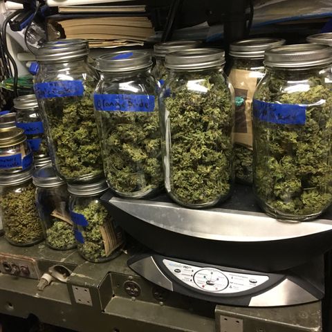Grease Monkey (Sweetwater Farms) (Garden) growlog photo: Jared