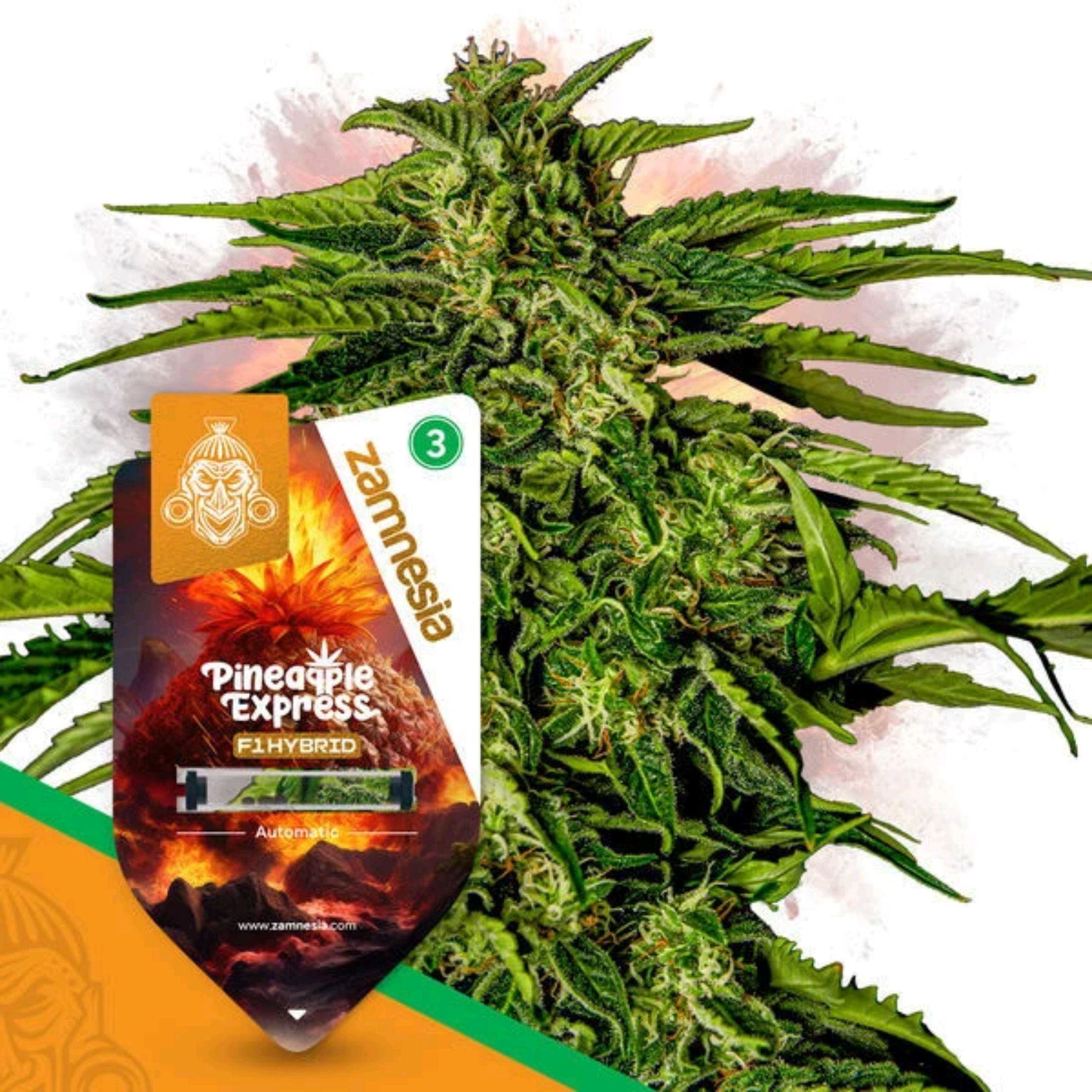 Pineaplle Express F1 Automatic  - Advanced Nutrients Master Grow growlog header