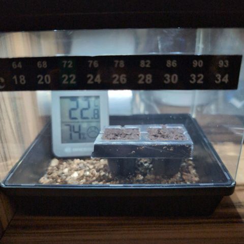 Pineaplle Express F1 Automatic  - Advanced Nutrients Master Grow growlog photo