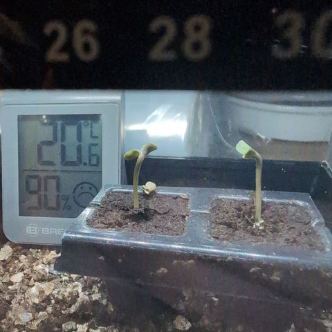 Pineaplle Express F1 Automatic  - Advanced Nutrients Master Grow growlog timeline photo