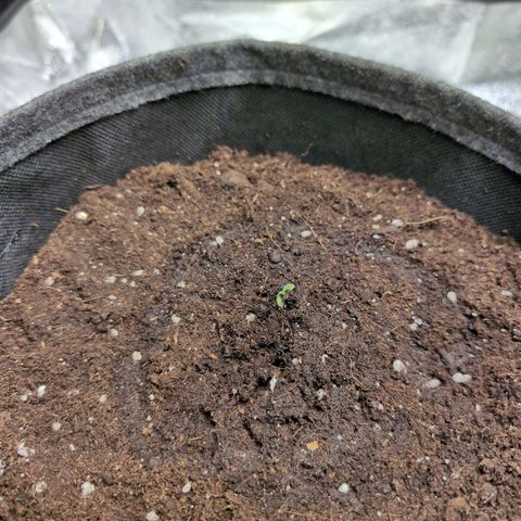 Pineaplle Express F1 Automatic  - Advanced Nutrients Master Grow growlog photo