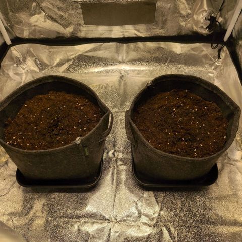 Pineaplle Express F1 Automatic  - Advanced Nutrients Master Grow growlog photo: In 8L Stofftopf gepflanzt 