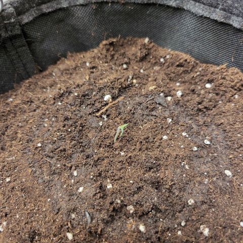 Pineaplle Express F1 Automatic  - Advanced Nutrients Master Grow growlog photo: In 8L Stofftopf gepflanzt 