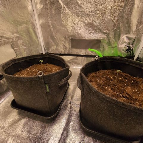 Pineaplle Express F1 Automatic  - Advanced Nutrients Master Grow growlog timeline photo