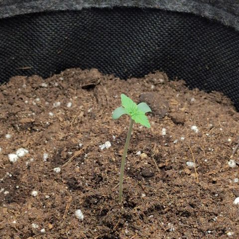 Pineaplle Express F1 Automatic  - Advanced Nutrients Master Grow growlog timeline photo