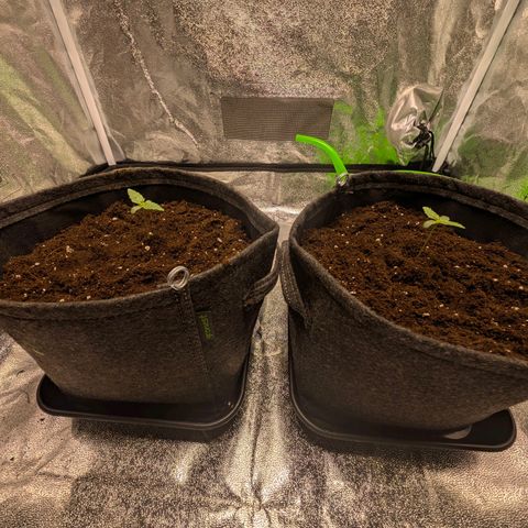 Pineaplle Express F1 Automatic  - Advanced Nutrients Master Grow growlog photo: Substrat aufgefüllt 