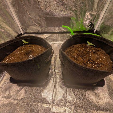 Pineaplle Express F1 Automatic  - Advanced Nutrients Master Grow growlog photo: Substrat aufgefüllt 