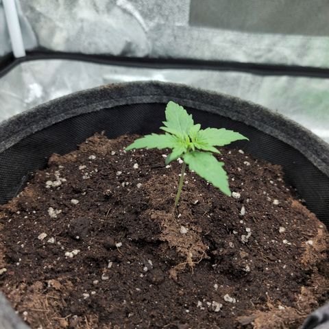 Pineaplle Express F1 Automatic  - Advanced Nutrients Master Grow growlog timeline photo