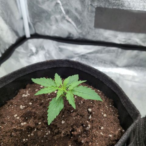 Pineaplle Express F1 Automatic  - Advanced Nutrients Master Grow growlog timeline photo