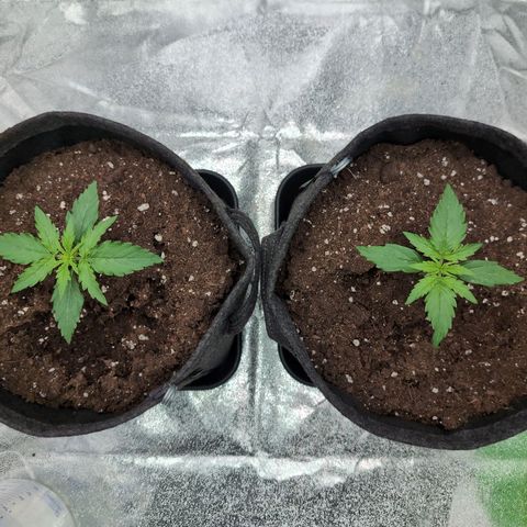 Pineaplle Express F1 Automatic  - Advanced Nutrients Master Grow growlog timeline photo