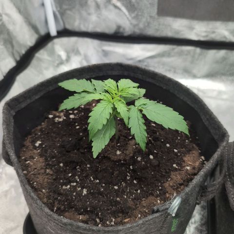 Pineaplle Express F1 Automatic  - Advanced Nutrients Master Grow growlog timeline photo