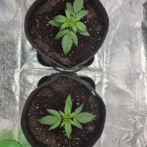 Pineaplle Express F1 Automatic  - Advanced Nutrients Master Grow growlog timeline photo