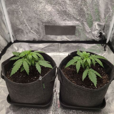 Pineaplle Express F1 Automatic  - Advanced Nutrients Master Grow growlog timeline photo