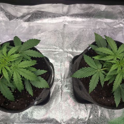 Pineaplle Express F1 Automatic  - Advanced Nutrients Master Grow growlog timeline photo