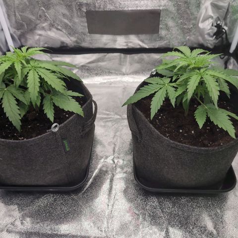 Pineaplle Express F1 Automatic  - Advanced Nutrients Master Grow growlog timeline photo