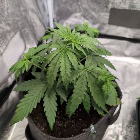 Pineaplle Express F1 Automatic  - Advanced Nutrients Master Grow growlog timeline photo