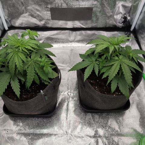 Pineaplle Express F1 Automatic  - Advanced Nutrients Master Grow growlog timeline photo