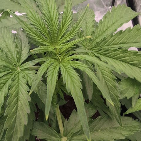 Pineaplle Express F1 Automatic  - Advanced Nutrients Master Grow growlog photo: Licht Stress 