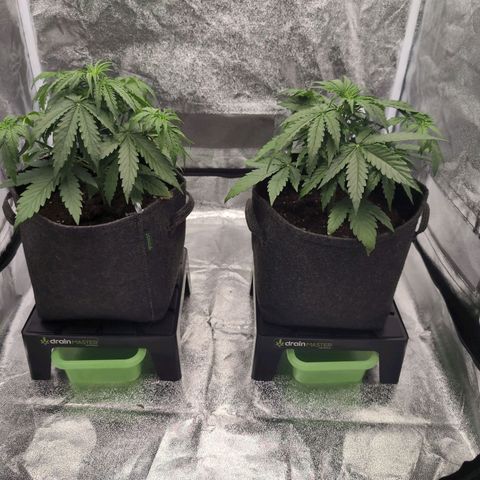 Pineaplle Express F1 Automatic  - Advanced Nutrients Master Grow growlog timeline photo