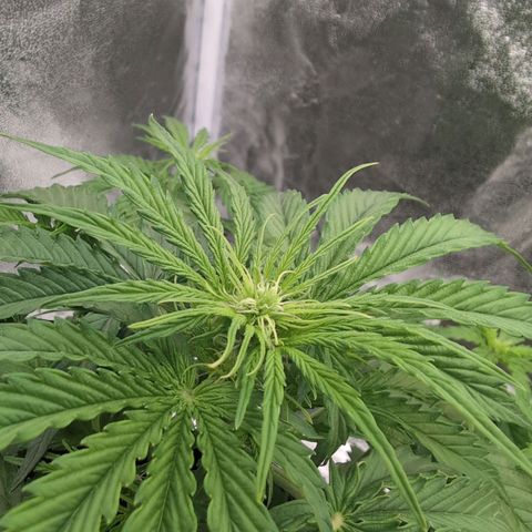 Pineaplle Express F1 Automatic  - Advanced Nutrients Master Grow growlog timeline photo