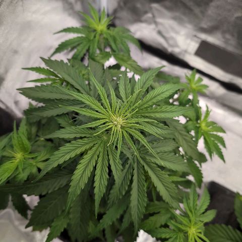 Pineaplle Express F1 Automatic  - Advanced Nutrients Master Grow growlog timeline photo