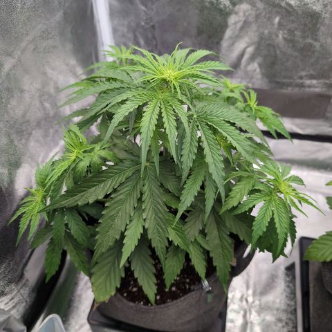 Pineaplle Express F1 Automatic  - Advanced Nutrients Master Grow growlog timeline photo