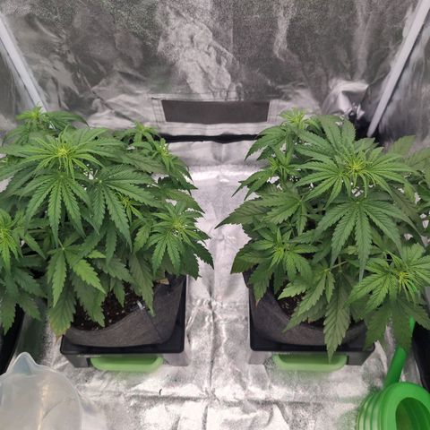 Pineaplle Express F1 Automatic  - Advanced Nutrients Master Grow growlog timeline photo