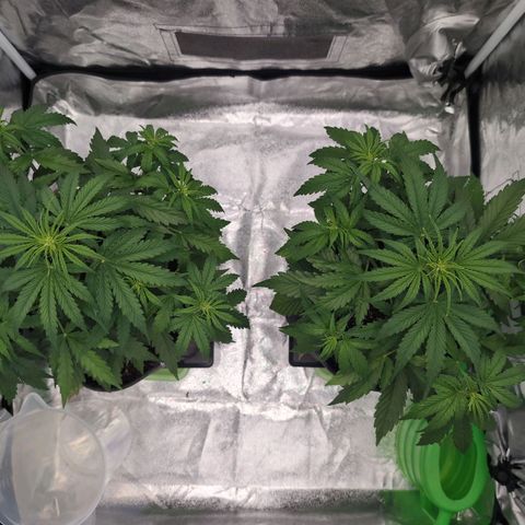 Pineaplle Express F1 Automatic  - Advanced Nutrients Master Grow growlog timeline photo