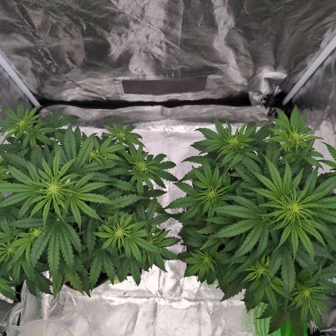 Pineaplle Express F1 Automatic  - Advanced Nutrients Master Grow growlog timeline photo