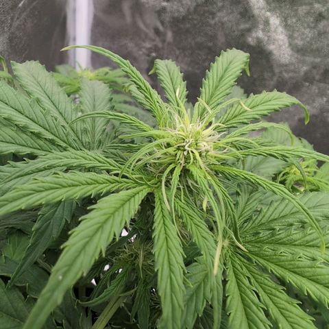 Pineaplle Express F1 Automatic  - Advanced Nutrients Master Grow growlog timeline photo