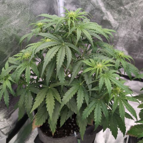 Pineaplle Express F1 Automatic  - Advanced Nutrients Master Grow growlog timeline photo