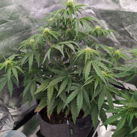 Pineaplle Express F1 Automatic  - Advanced Nutrients Master Grow growlog timeline photo