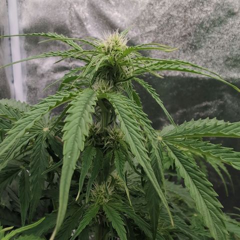 Pineaplle Express F1 Automatic  - Advanced Nutrients Master Grow growlog timeline photo